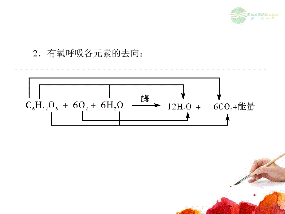 2013届高考生物一轮复习 3.3细胞呼吸课件 新人教版必修1_第4页