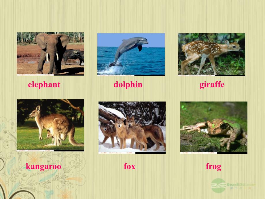 八年级英语上册《unit 4 wild animals》vocabulary课件 牛津译林版_第2页