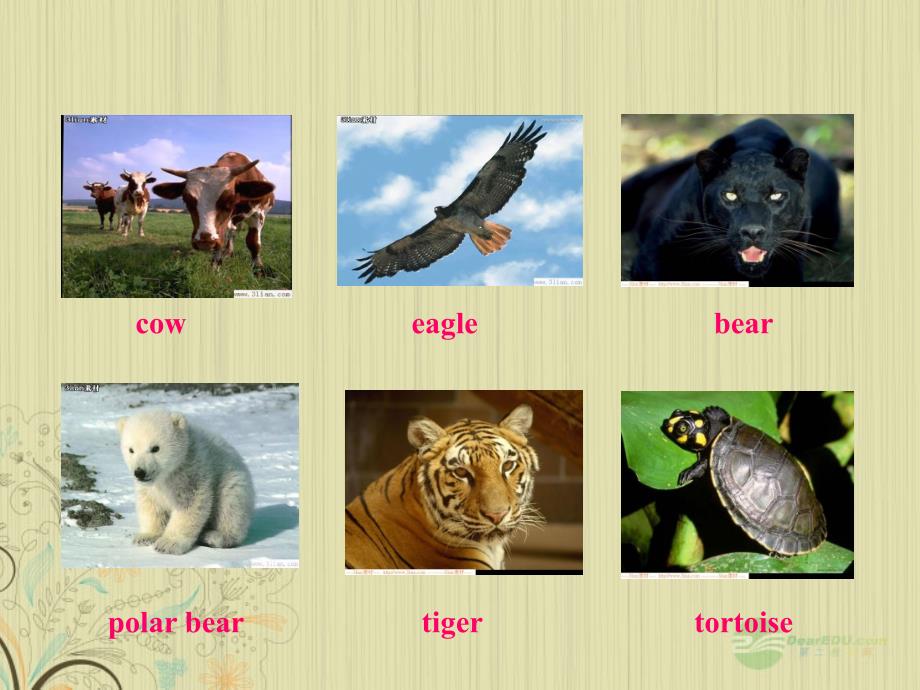 八年级英语上册《unit 4 wild animals》vocabulary课件 牛津译林版_第3页