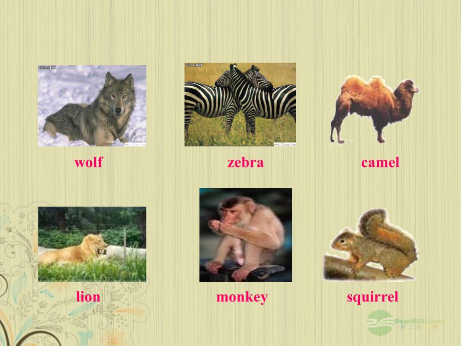 八年级英语上册《unit 4 wild animals》vocabulary课件 牛津译林版_第4页