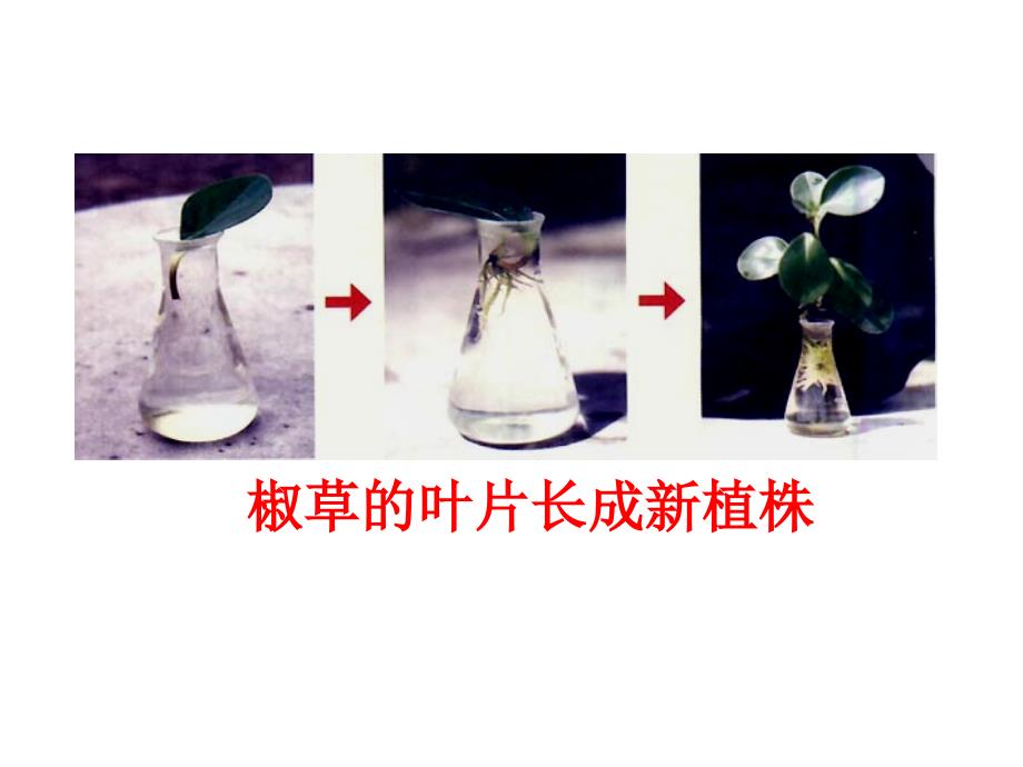 10.3.2 绿色开花植物的生殖和发育 课件（北京课改版八年级上）.ppt_第2页