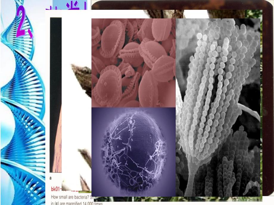 八年级生物 第二学期（试验本）第4章第一节 植物 植物的主要类群课件 上海版_第4页