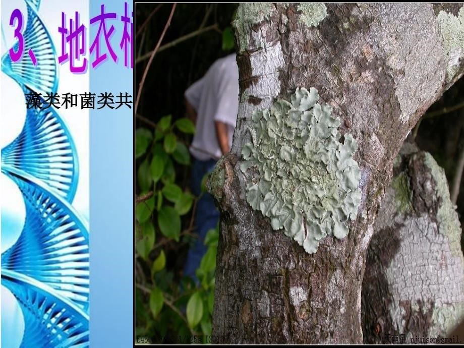 八年级生物 第二学期（试验本）第4章第一节 植物 植物的主要类群课件 上海版_第5页