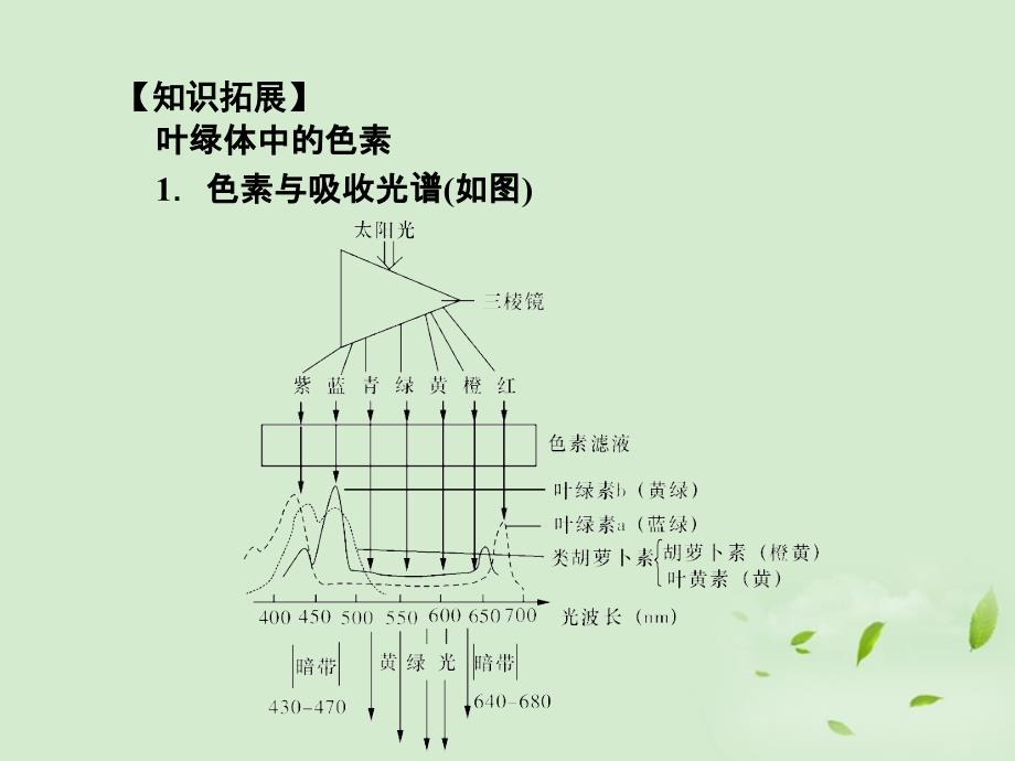 2013高考生物第一轮复习知识拓展 4.17能量之源—光与光合作用(1)(捕获光能的色素及其结构)课件 新人教版必修1_第3页