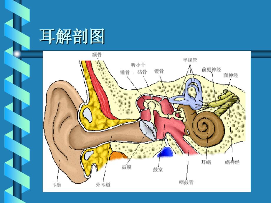 耳的听生理解剖学_第1页