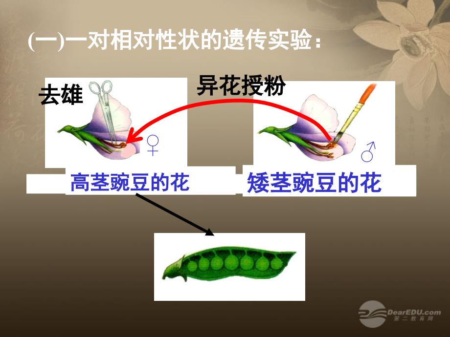 陕西地区2018高中生物复习资料 1-1《孟德尔的豌豆杂交实验》课件 新人教版必修2_第4页