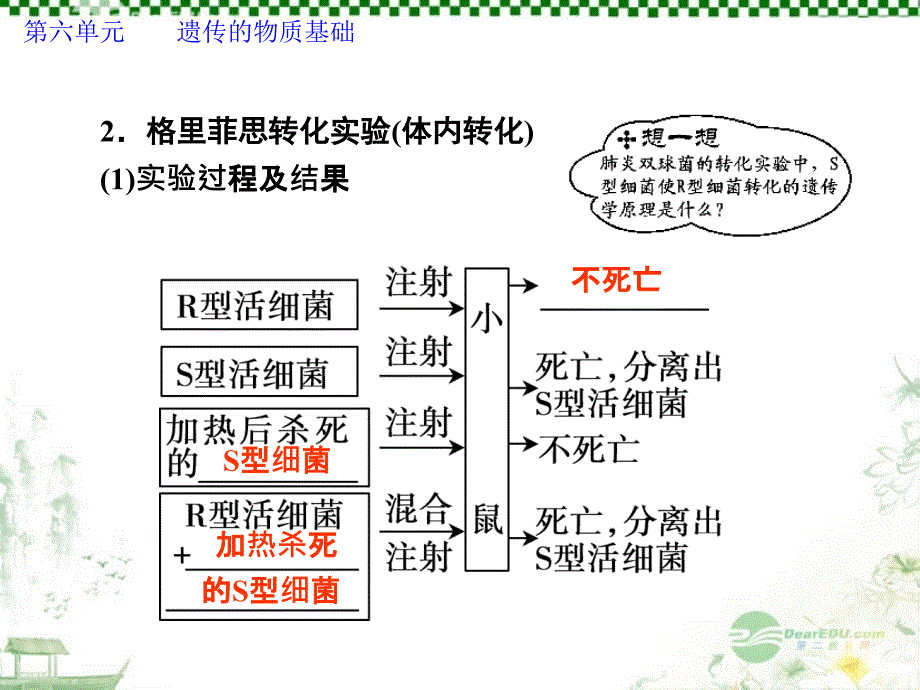 2013高考生物第一轮复习 第六单元第19讲 dna是主要的遗传物质教学课件_第4页