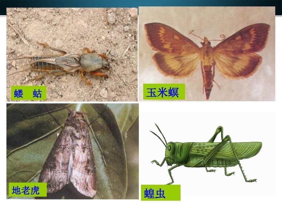 七年级生物上册 多种多样动物农业害虫课件 冀教版_第5页