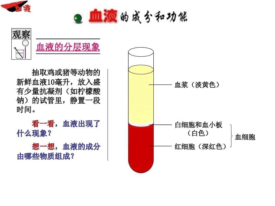 血液和血型(共48张ppt)(共46张ppt)_第5页