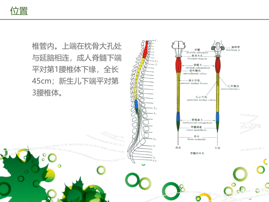 脊髓的解剖、功能与损伤表现_第3页