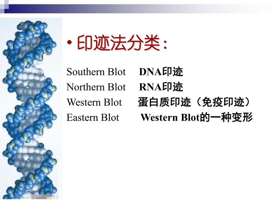 第十二章 印迹杂交技术_第3页