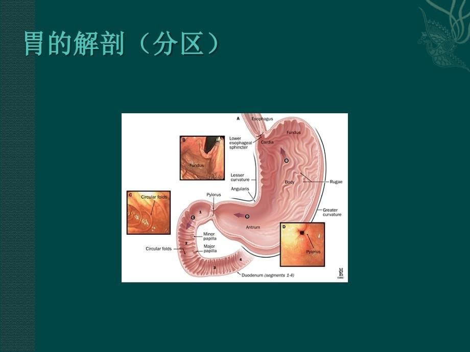 胃十二指肠疾病何庆良课件精讲_第5页