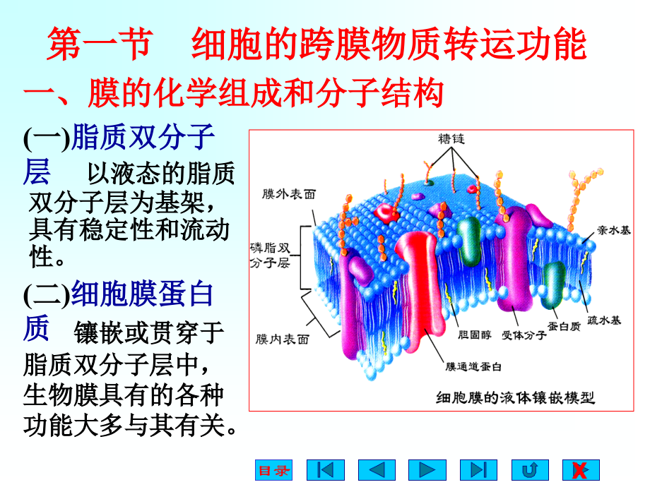 生理学课件细胞的基本功能(1)_第2页