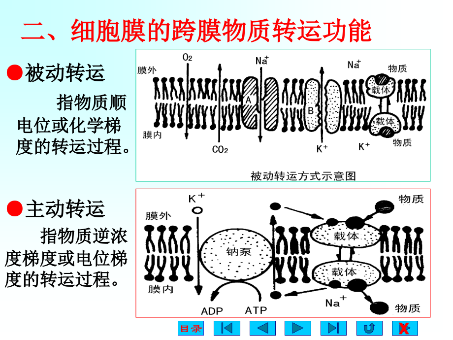 生理学课件细胞的基本功能(1)_第4页