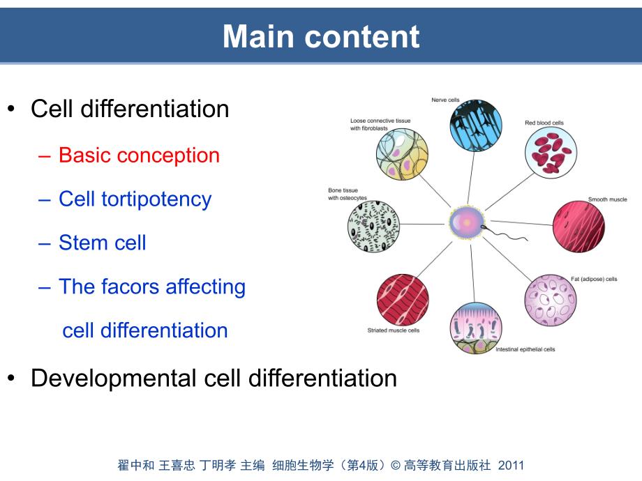细胞分化与胚胎发育_第2页
