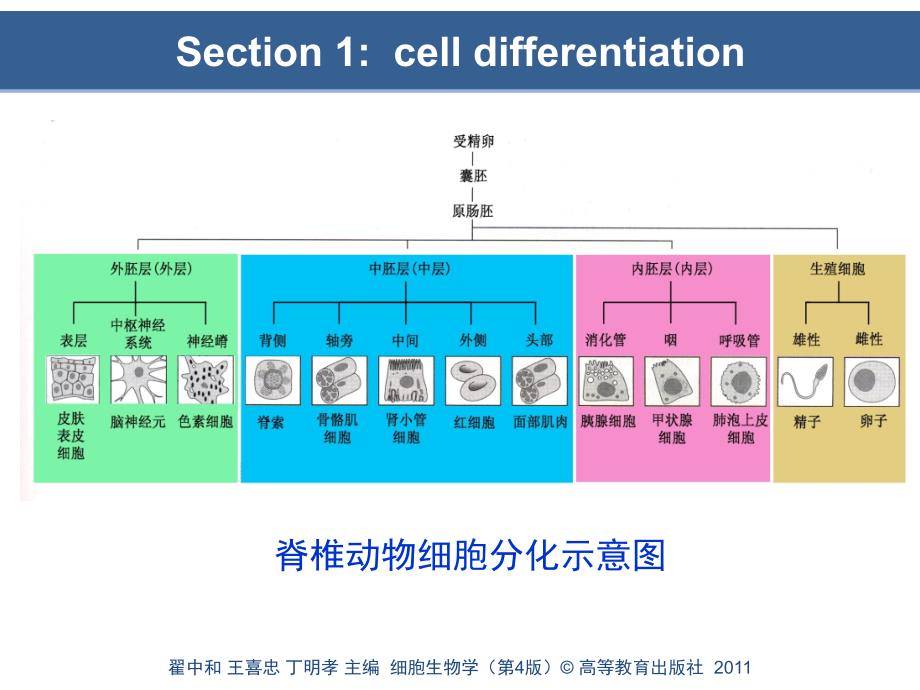 细胞分化与胚胎发育_第3页