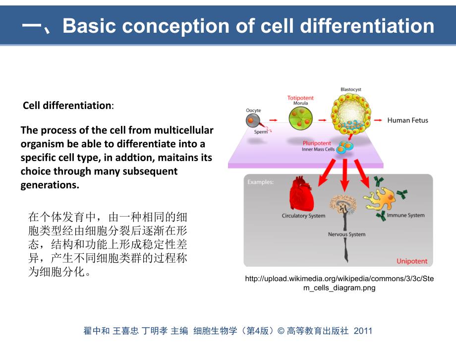 细胞分化与胚胎发育_第4页