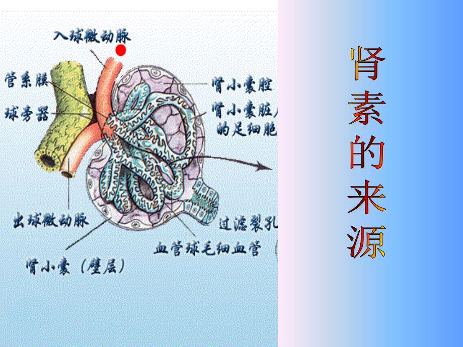 药理学肾素血管紧张素系统_第3页