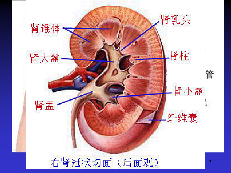 泌尿系统和肾上腺影像学诊断_第3页