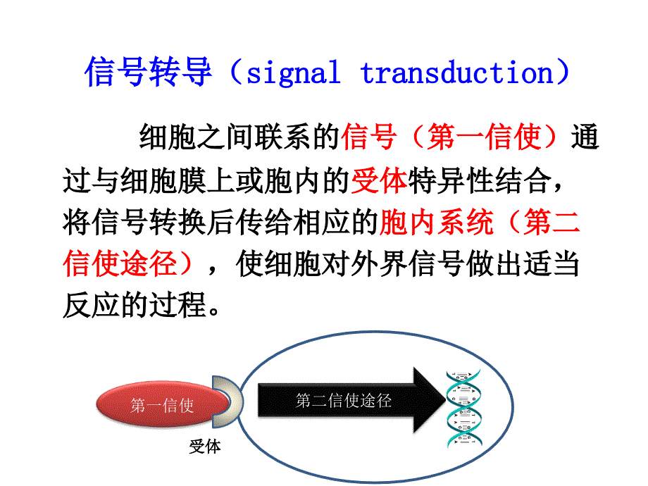 细胞生物学第十二章细胞信号转导_第3页