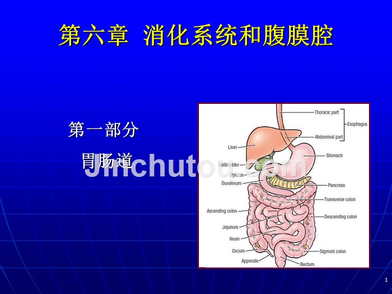 医学影像学第六章消化系统和腹膜腔_第1页