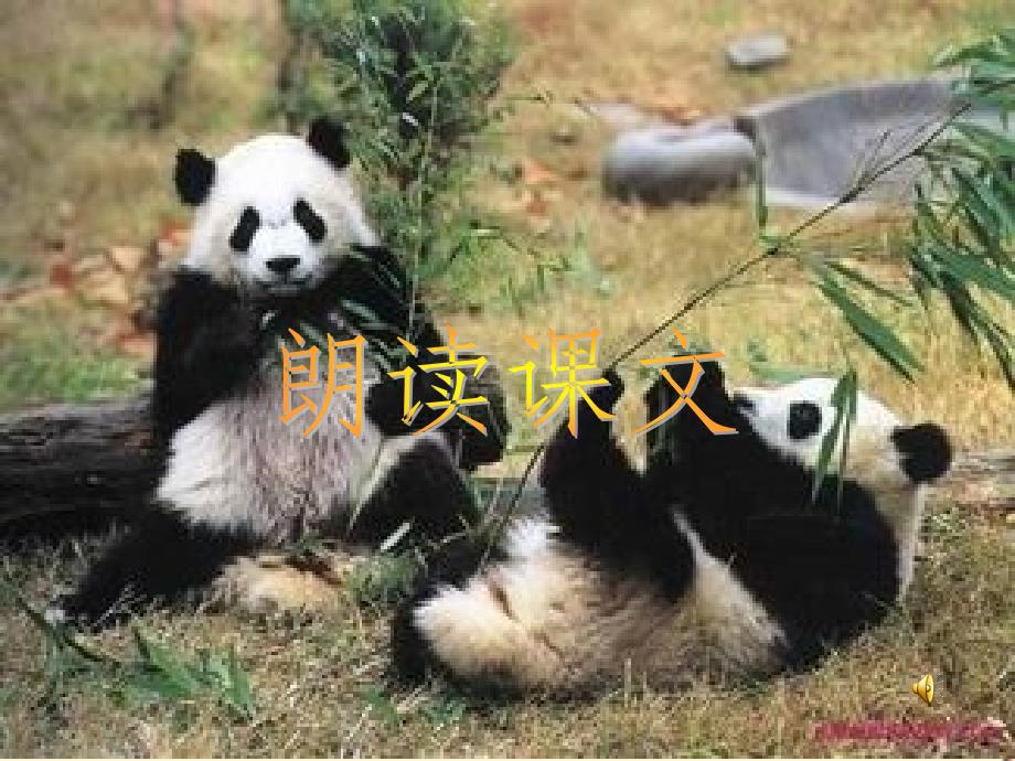科普文艺作家叶永烈《国宝大熊猫》课件.ppt_第3页