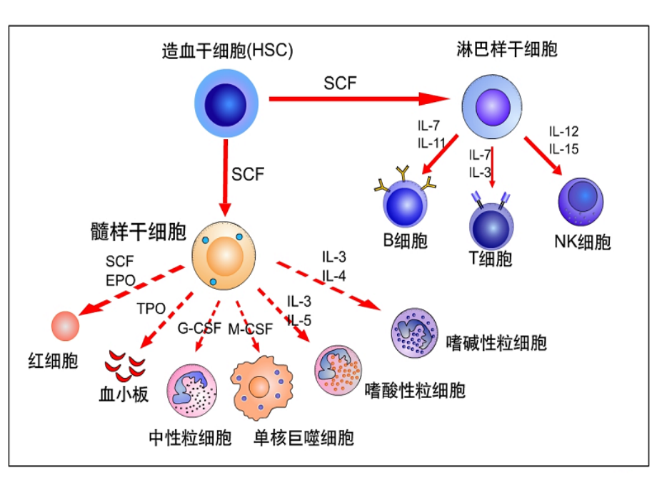 医学免疫学第九章免疫细胞_第4页