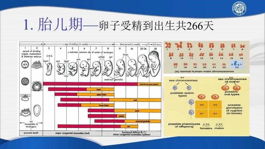 妇产科学女性生殖系统生理_第5页