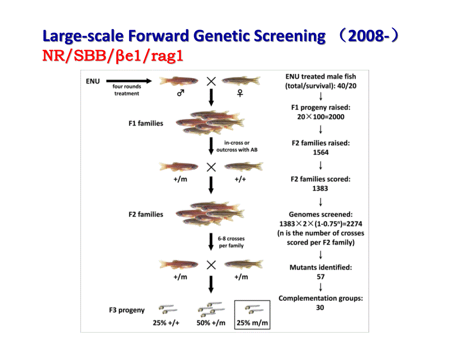 化学遗传学筛选斑马鱼突变体突变基因的定位讲座_第2页