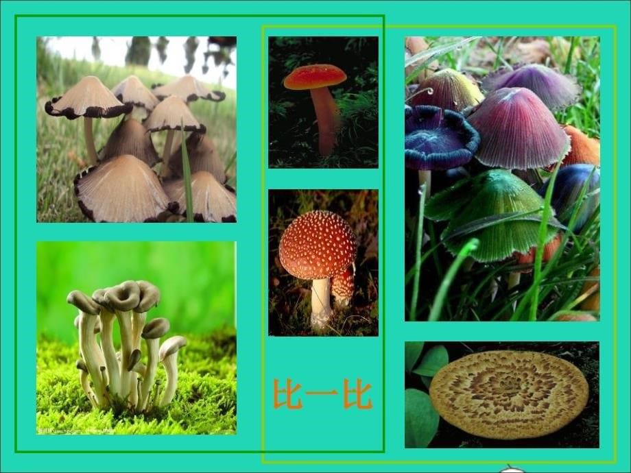 一年级美术下册 第18课《蘑菇家园》课件1 浙美版_第5页