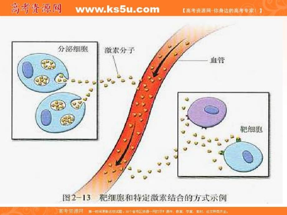湖南省人教版高中生物必修三课件：2-3神经调节和体液调节的关系 _第4页