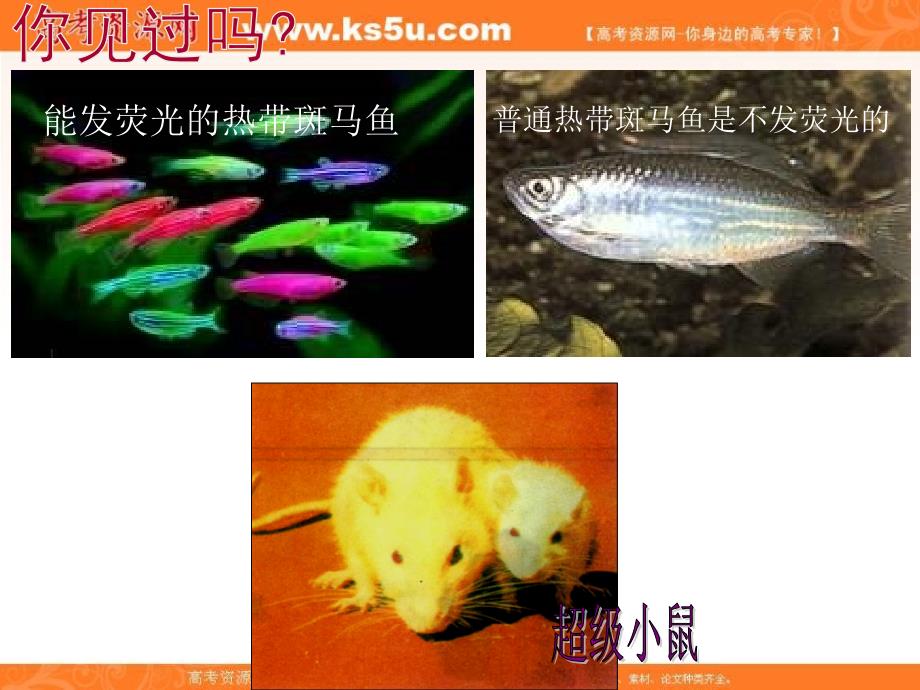 湖南省人教版高中生物必修二课件：6-2 基因工程及其应用 _第2页