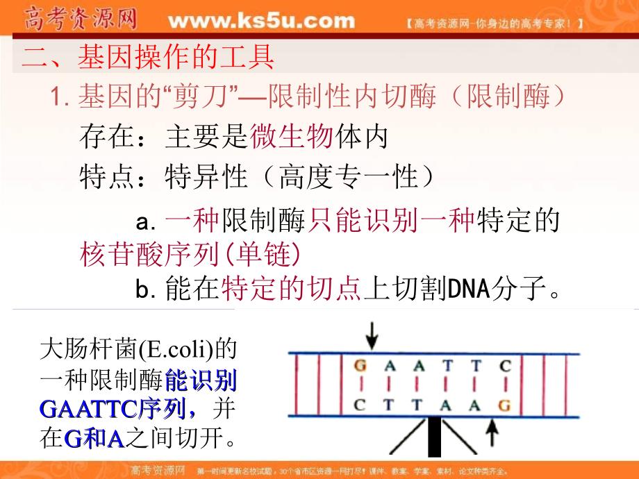 湖南省人教版高中生物必修二课件：6-2 基因工程及其应用 _第4页