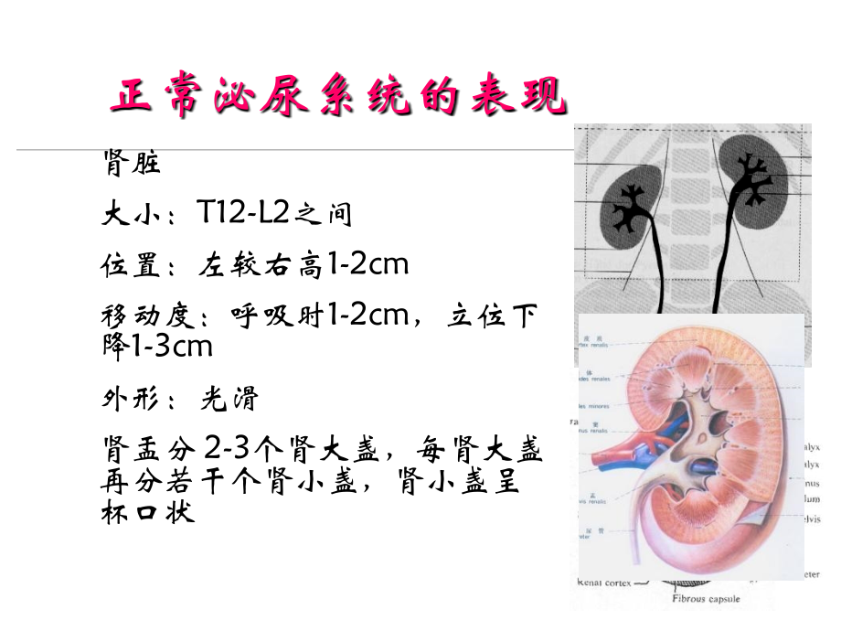 医学影像学泌尿生殖系统正常及异常影像学表现_第4页