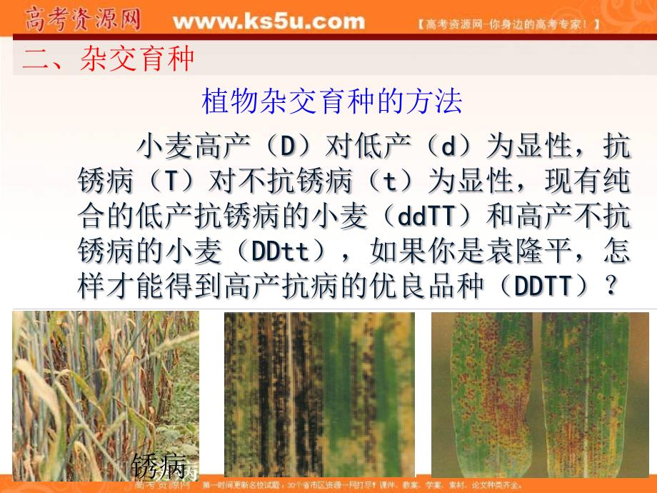 湖南省人教版高中生物必修二课件：6-1杂交育种与诱变育种 _第4页