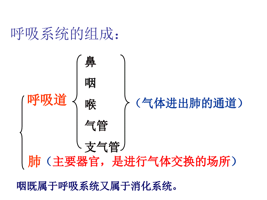 人体的呼吸复习课件 (2)_第4页