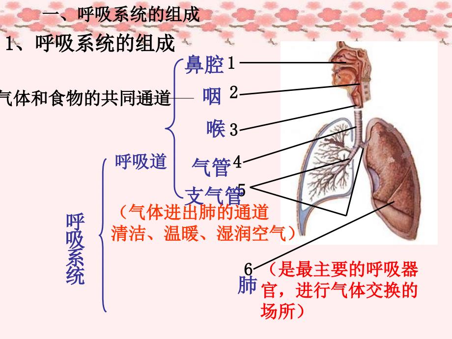 人体的呼吸复习课件必用_第2页