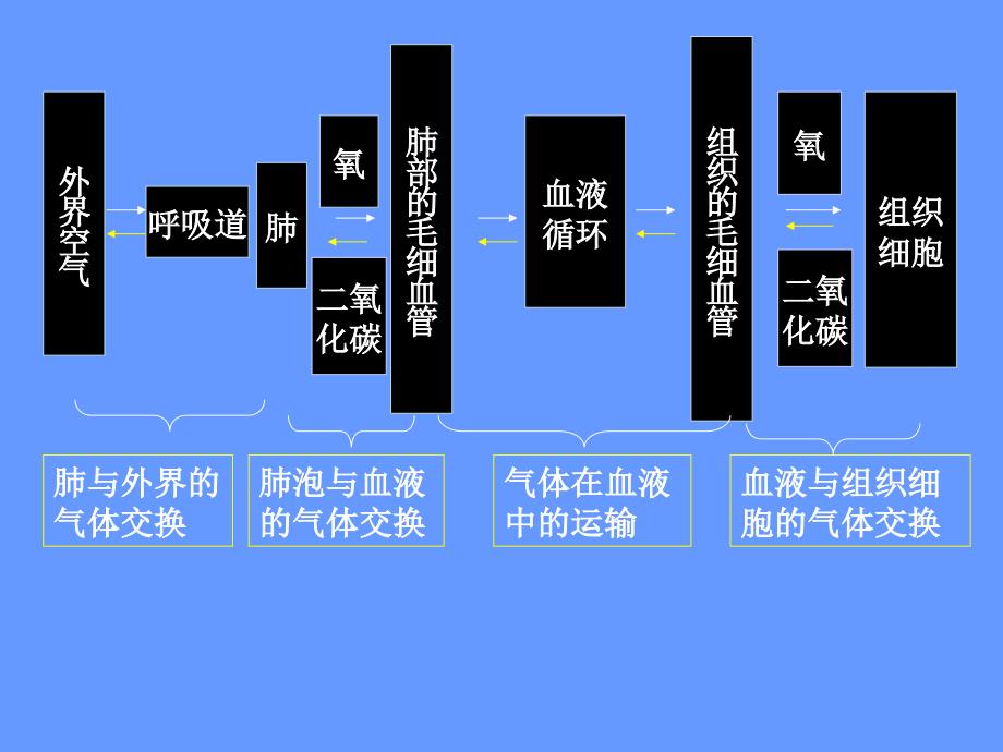 发生在肺内的气体交换_10_第3页