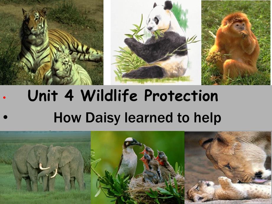 优秀公开课必修2reading-unit-4-wildlife-protection_第1页