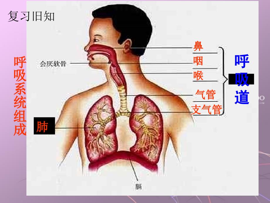 发生在肺内的气体交换 _2_第2页