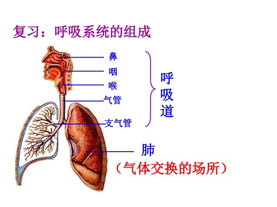 发生在肺内的气体交换_31_第2页