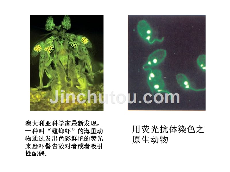 硕士生物仪器分析之荧光_第5页