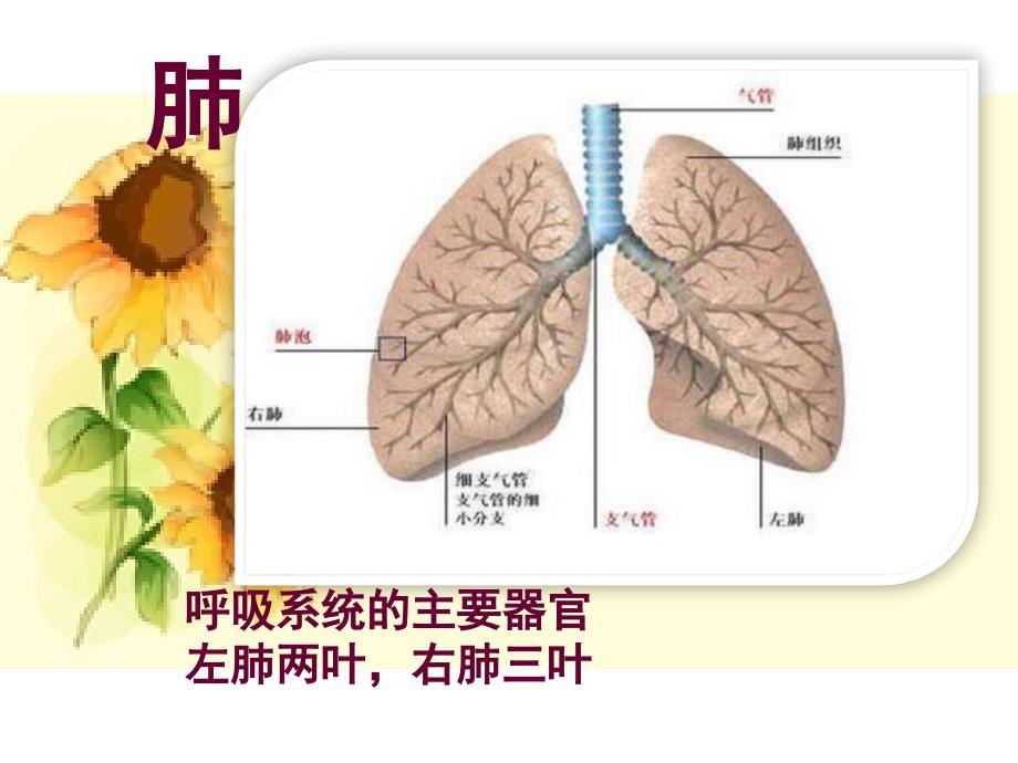 发生在肺内的气体交换_32_第2页