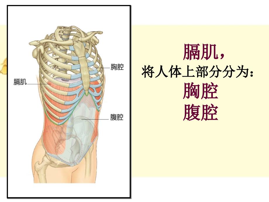 发生在肺内的气体交换_32_第4页