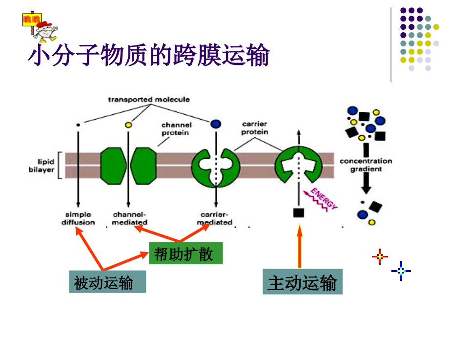 [细胞生物学]细胞膜-大分子运输及细胞表面_第3页