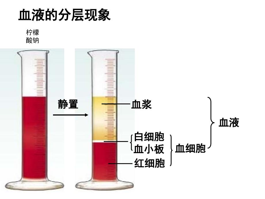 七年级生物下册-第三章《人体内物质的运输》复习课件-(新版)_第2页