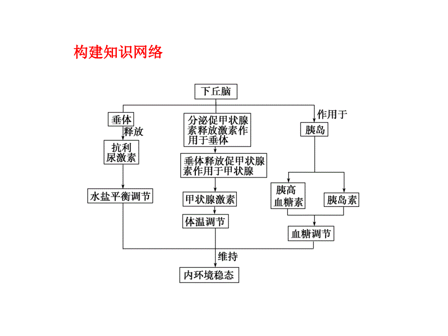 (cxq)高三复习-高等动物的内分泌系统与体液调节_第4页