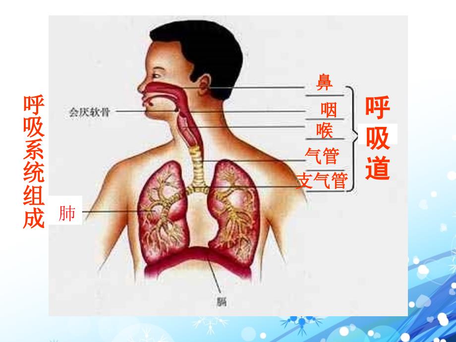 发生在肺内的气体交换_22_第4页