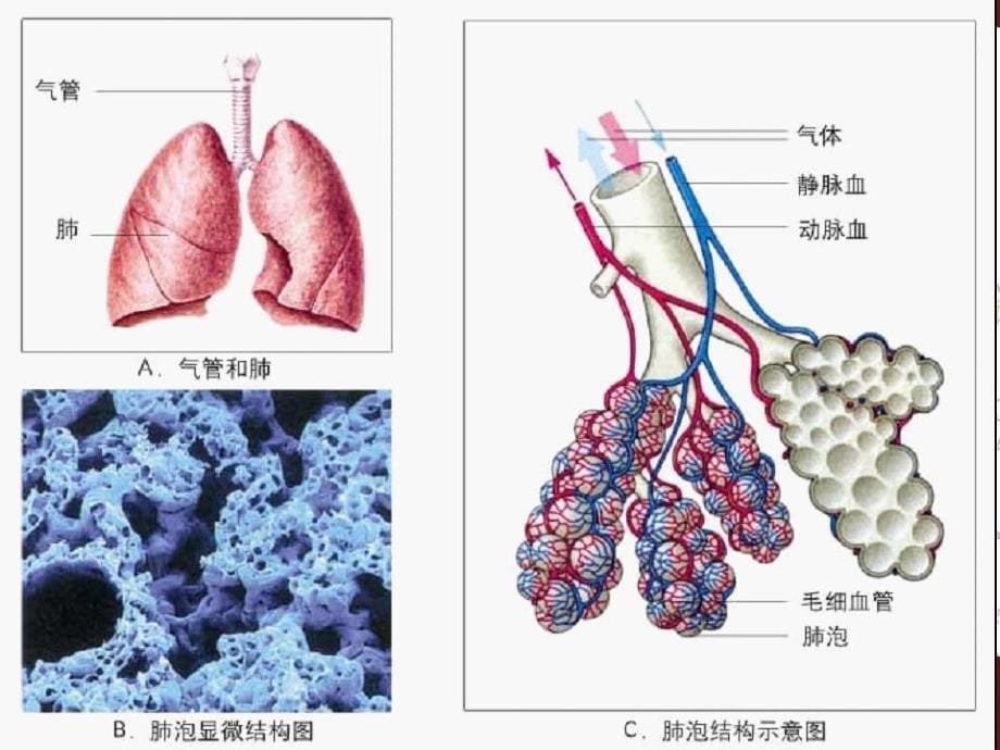 发生在肺内的气体交换_16_第5页