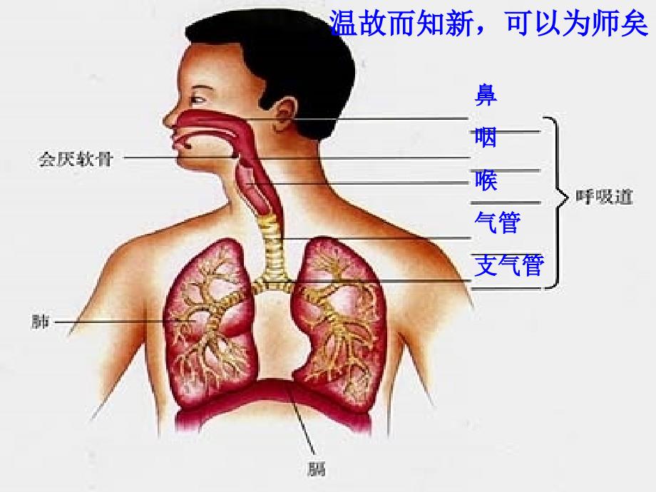 发生在肺内的气体交换_27_第2页